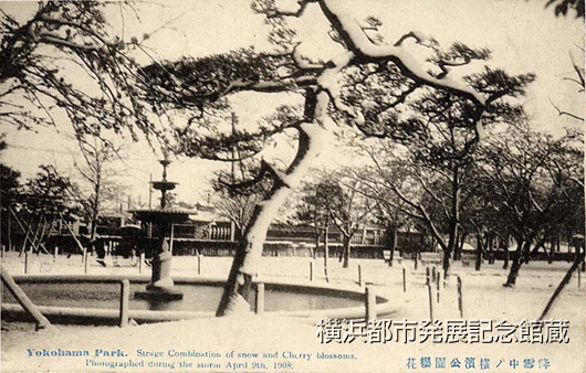 降雪中ノ横浜公園桜花