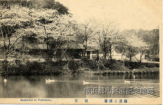 横浜三渓園　桜花