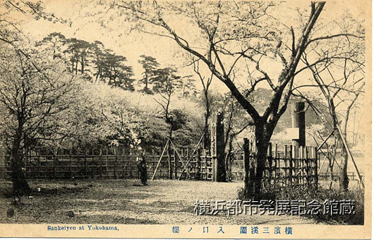 横浜三渓園　入口ノ桜