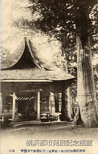 都筑郡都田村川和八幡神社ノ巨杉樹齢千有余年　其二